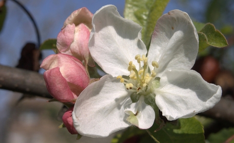 Jabłoń japońska (Malus platicarpa) Pom - Zai